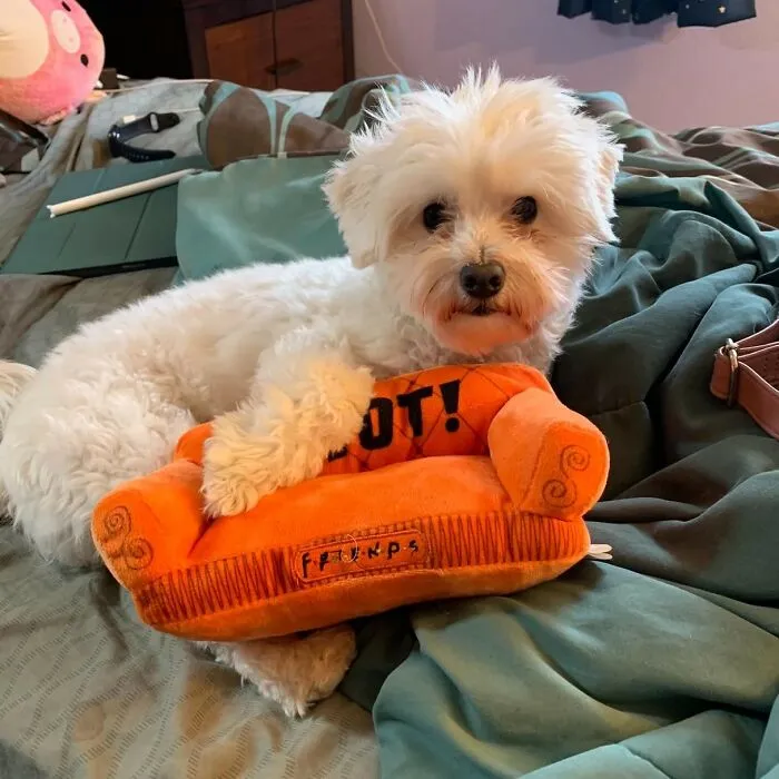 Pivot Playtime: <span Style="Font:inherit;color:#d74b1f;"> Friends Orange Sofa Dog Toy</Span> For Your Furry Central Perk Fan!