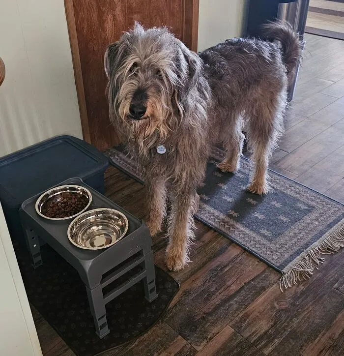 Dine High: Elevate Your Pup's Mealtime With <span Style="Font:inherit;color:#d74b1f;"> 4-Height Adjustable Dog Bowls</Span>!