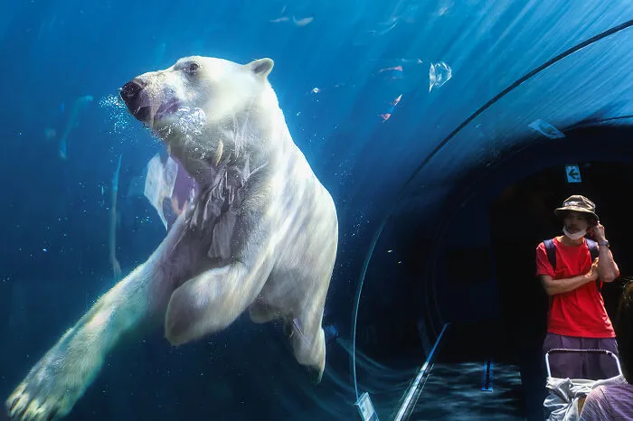 White & Red In Blue