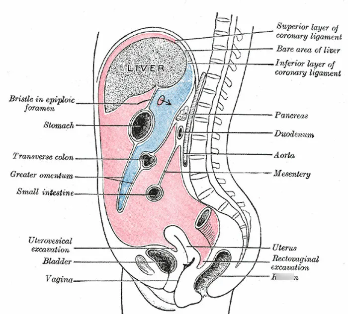 30 Cool But Pretty Disturbing Facts About The Human Body That Not Many People Know About