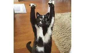 50 Adorable And Funny Situations With Animals That Were Perfect To Make Memes Out Of