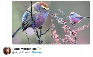 50 Adorable And Funny Situations With Animals That Were Perfect To Make Memes Out Of