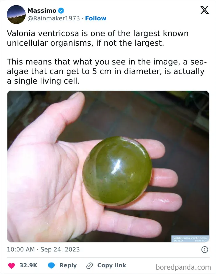 This Absolute Unit Of A Cell