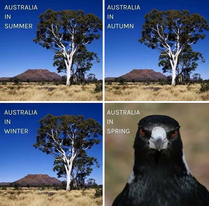 Funny meme showing Australia's seasons, with three tree images and a magpie representing spring.