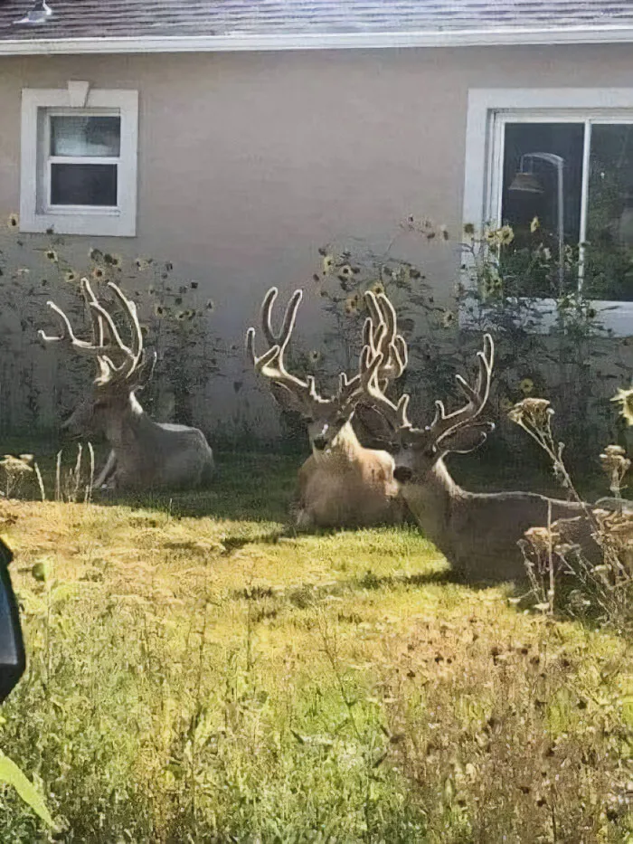 Lo que no esperas encontrar en tu jardín