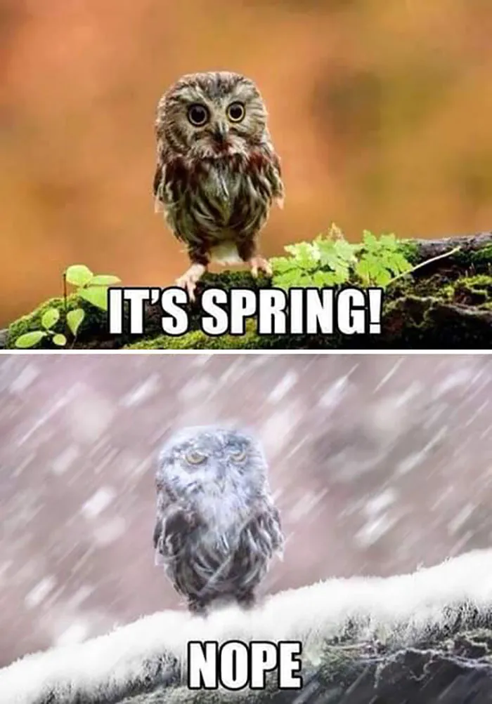 37 Funny Memes To Welcome Spring With All Its Joys And Flaws