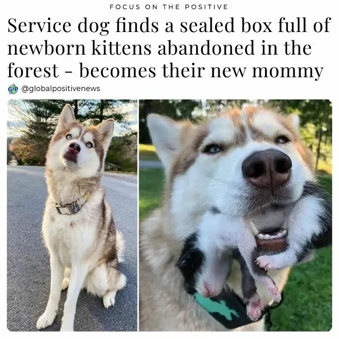 Whitney Braley Adopted Banner, A Three-Year-Old Husky, When She Was Just A Puppy
