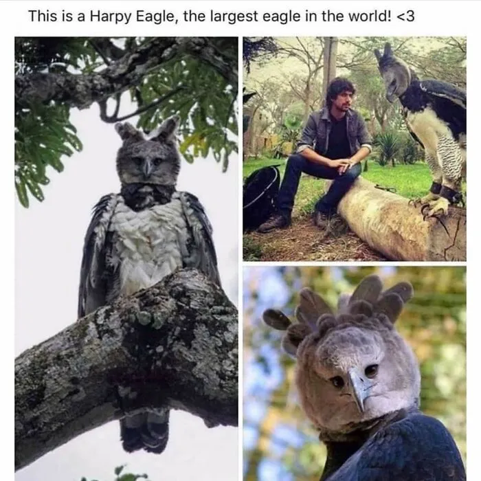 I First Thought It Was A Person In A Costume