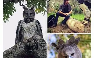 50 Adorable And Funny Situations With Animals That Were Perfect To Make Memes Out Of
