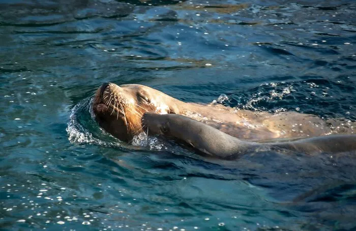 Someone Asks Zookeepers "What Are Zoo Secrets That People Wouldn’t Believe?", Gets 21 Replies