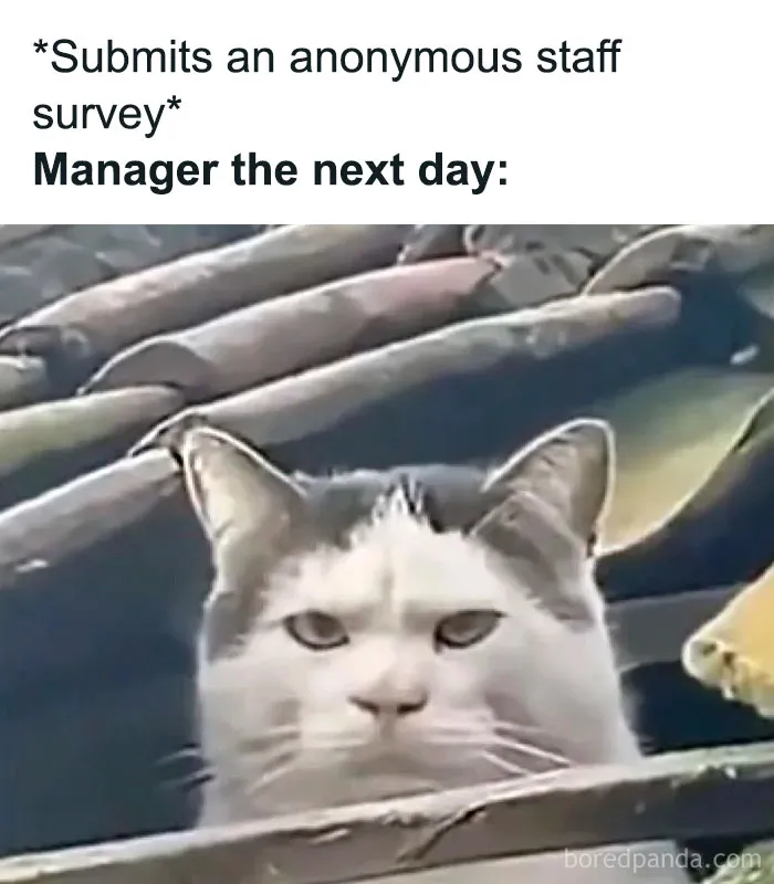 Cat meme illustrating a "typical HR person" reaction to an anonymous staff survey submission.