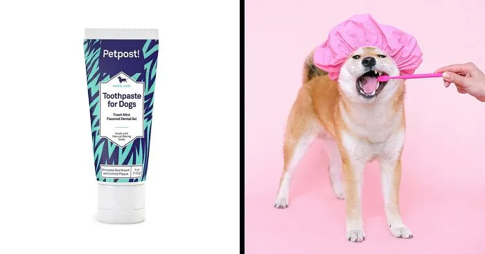 Vet-Approved Dog Toothpaste For Optimal Dental Care