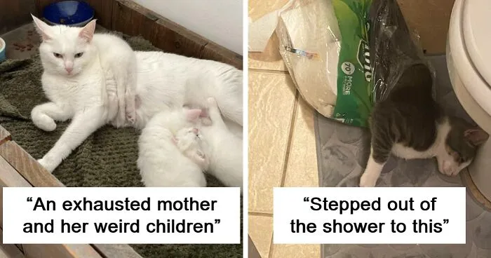 40 Pics Of Malfunctioning Cats That Made People Wonder "What's Wrong With My Cat?" (New Pics)