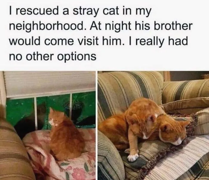 “Wait A Second, This Is Wholesome Content”: 50 Posts To Restore Your Faith In Humanity