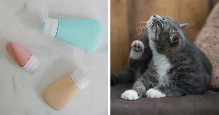 What Do Fleas Look Like on Cats? Explained by a Vet