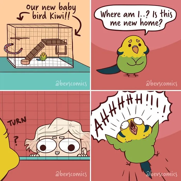 A relatable comic shows a baby bird getting a new home and then screaming when its owner looks in, a quirky life moment.