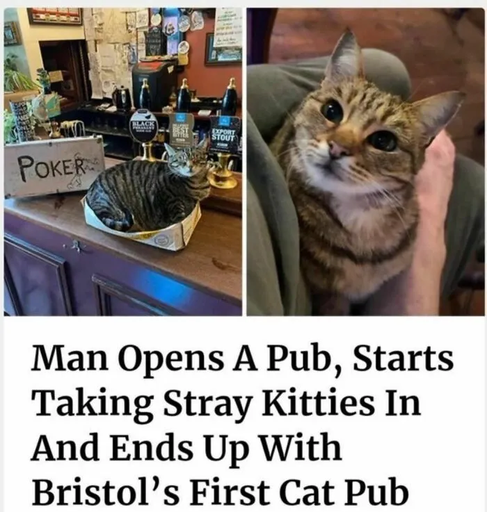 50 Of The Funniest And Most Relatable Cat Memes Shared By This IG Page