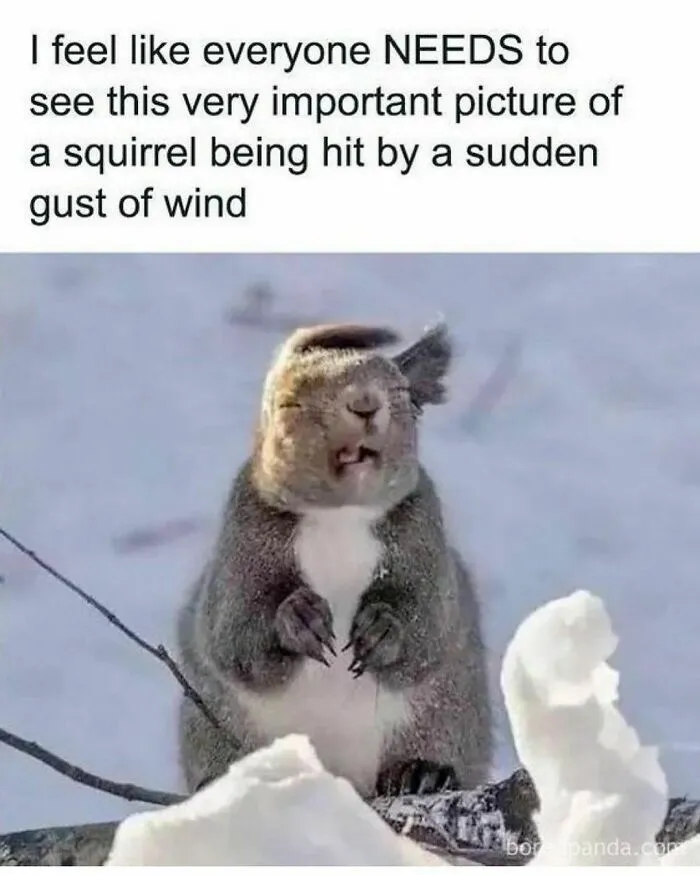 50 Times Animals Were The Perfect Meme Format, As Shared On This Instagram Page