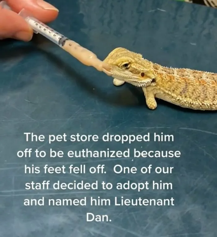 50 Times Animals Were The Perfect Meme Format, As Shared On This Instagram Page