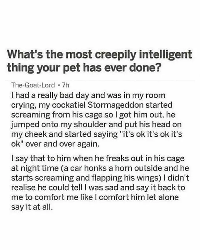 50 Times Animals Were The Perfect Meme Format, As Shared On This Instagram Page