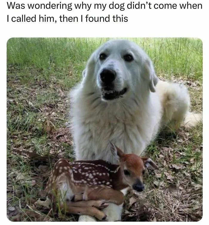 50 Times Animals Were The Perfect Meme Format, As Shared On This Instagram Page