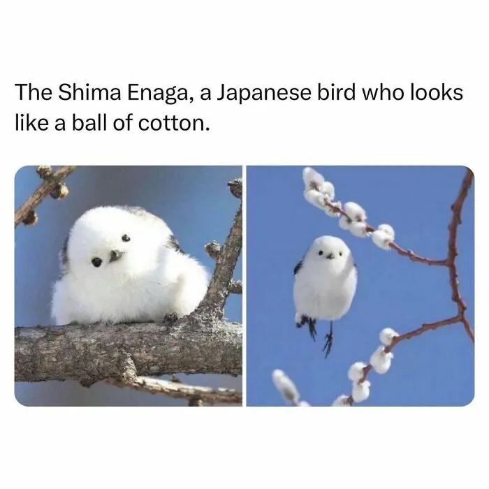 50 Times Animals Were The Perfect Meme Format, As Shared On This Instagram Page