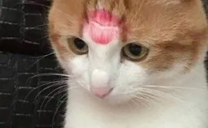 50 Hilarious Feline Memes From The Wholesome Cat Community “CatCon Worldwide” (New Pics)