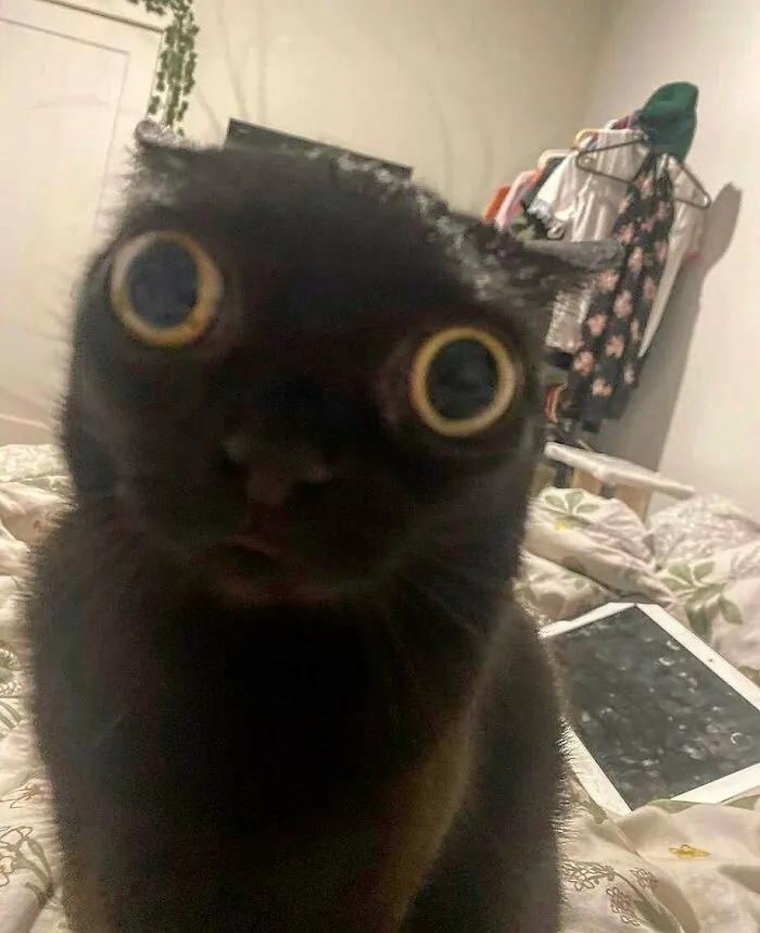 50 Unhinged Cat Pics That Require No Context To Be Enjoyed