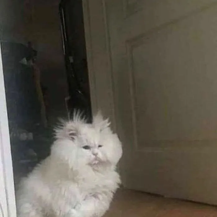 50 Unhinged Cat Pics That Require No Context To Be Enjoyed
