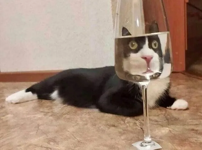 50 Unhinged Cat Pics That Require No Context To Be Enjoyed
