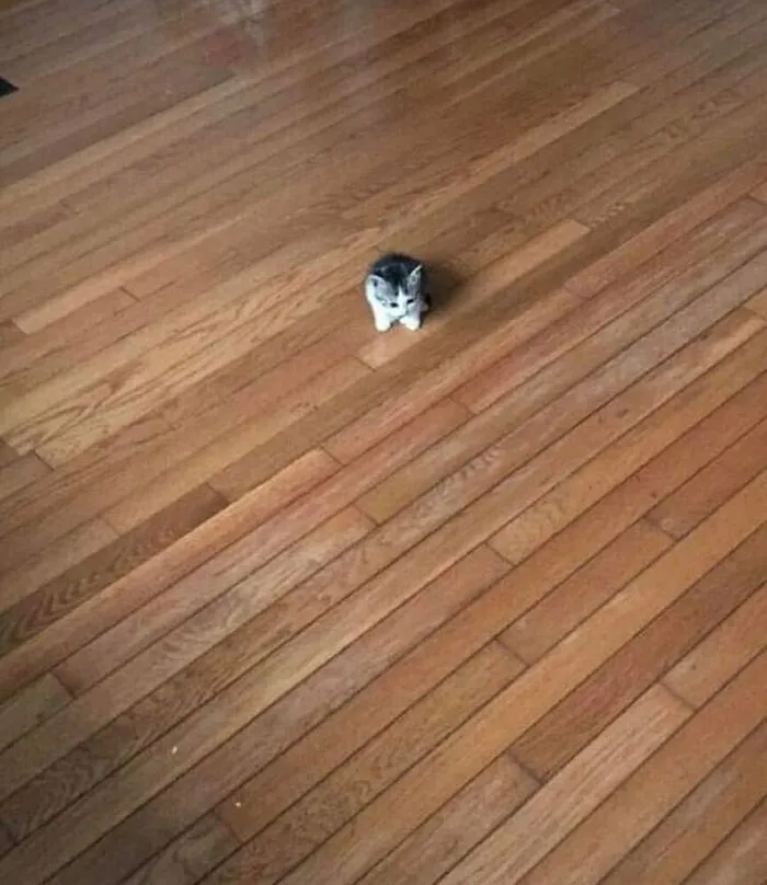 50 Unhinged Cat Pics That Require No Context To Be Enjoyed