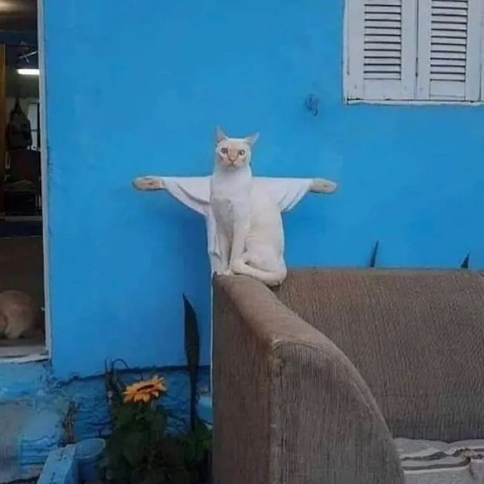 50 Unhinged Cat Pics That Require No Context To Be Enjoyed