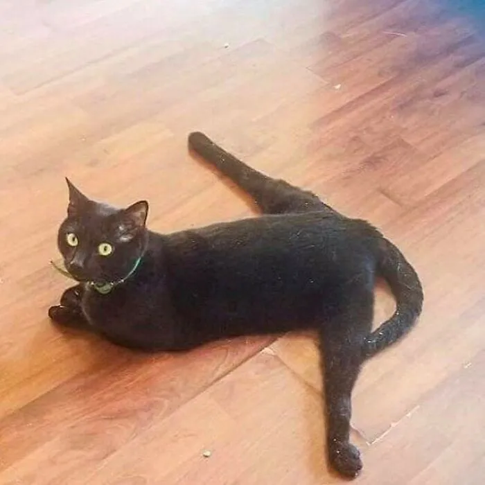 50 Unhinged Cat Pics That Require No Context To Be Enjoyed