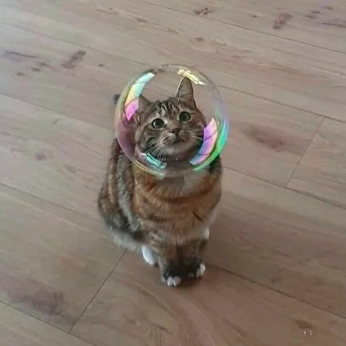 50 Unhinged Cat Pics That Require No Context To Be Enjoyed