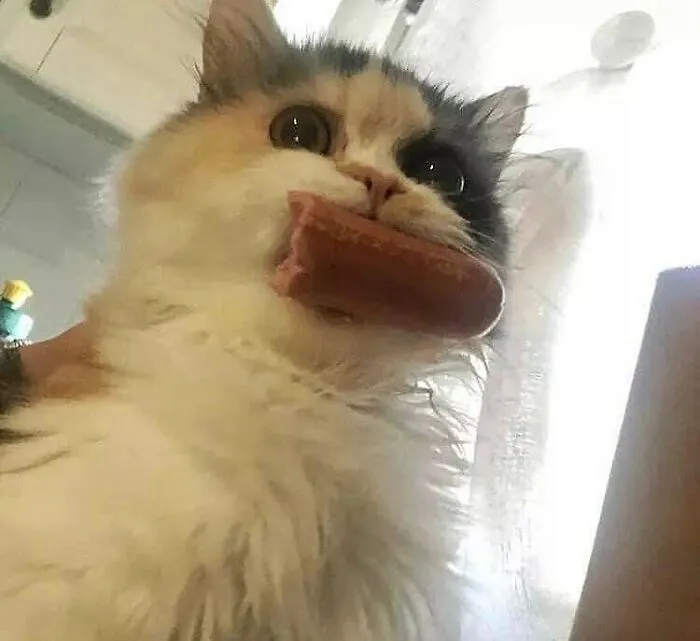 50 Unhinged Cat Pics That Require No Context To Be Enjoyed