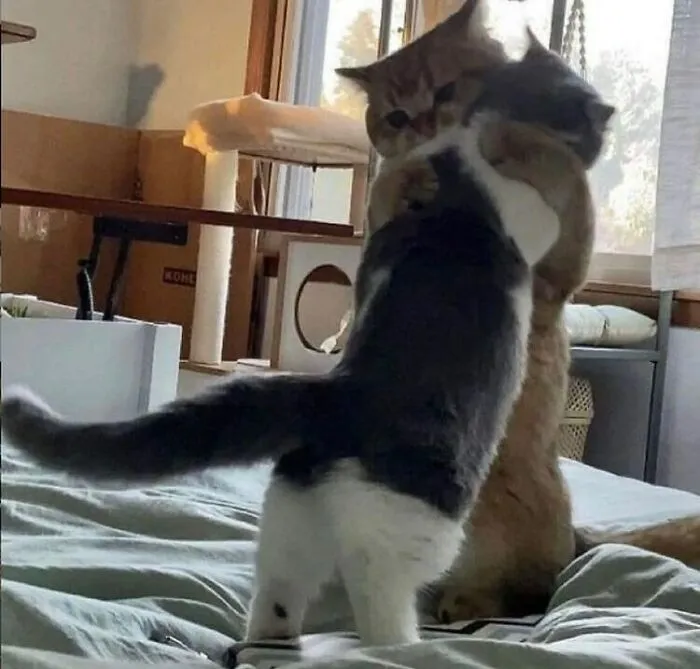 50 Unhinged Cat Pics That Require No Context To Be Enjoyed