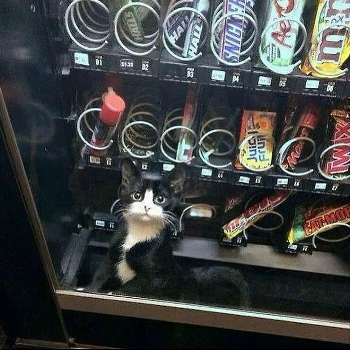 50 Unhinged Cat Pics That Require No Context To Be Enjoyed