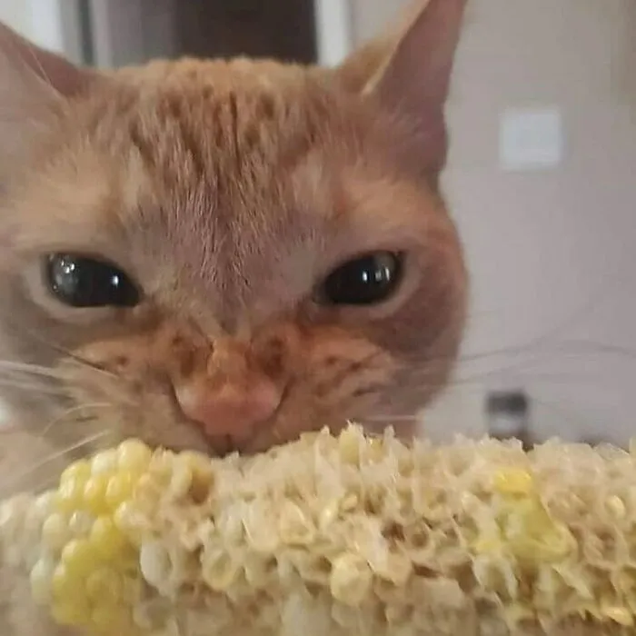 50 Unhinged Cat Pics That Require No Context To Be Enjoyed