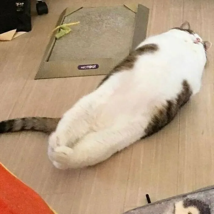 50 Unhinged Cat Pics That Require No Context To Be Enjoyed