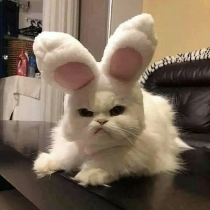 50 Unhinged Cat Pics That Require No Context To Be Enjoyed