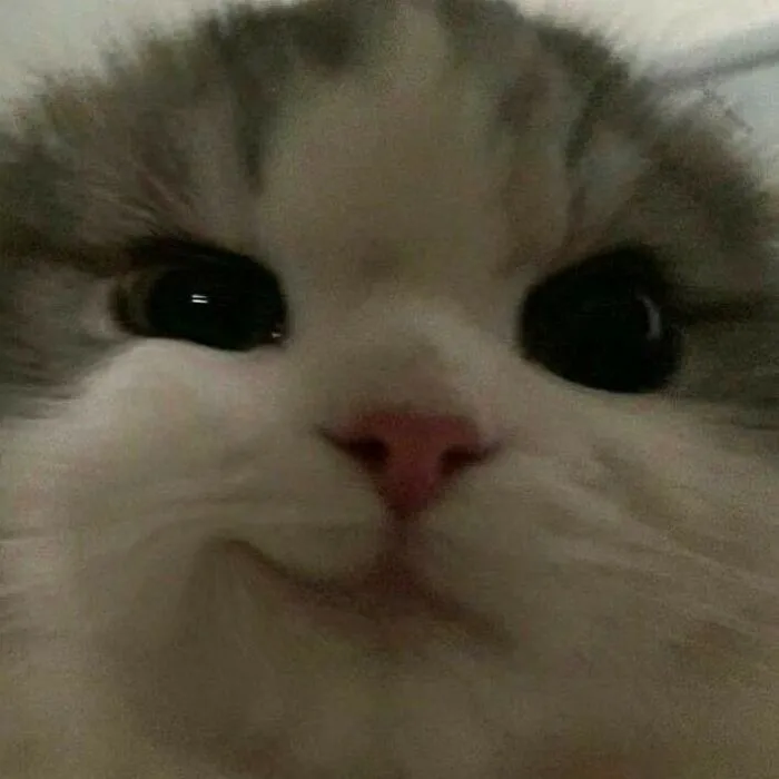 50 Unhinged Cat Pics That Require No Context To Be Enjoyed