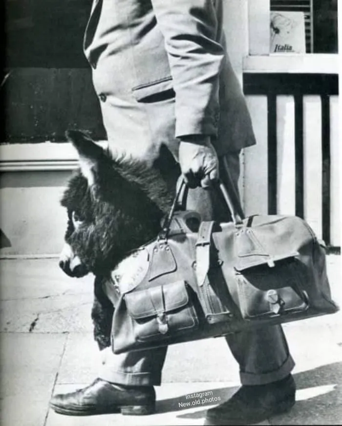 Not Something Seen Every Day This Must Be "Take Your Donkey To Work Day "  Amusing Life Magazine Back Page Photo!