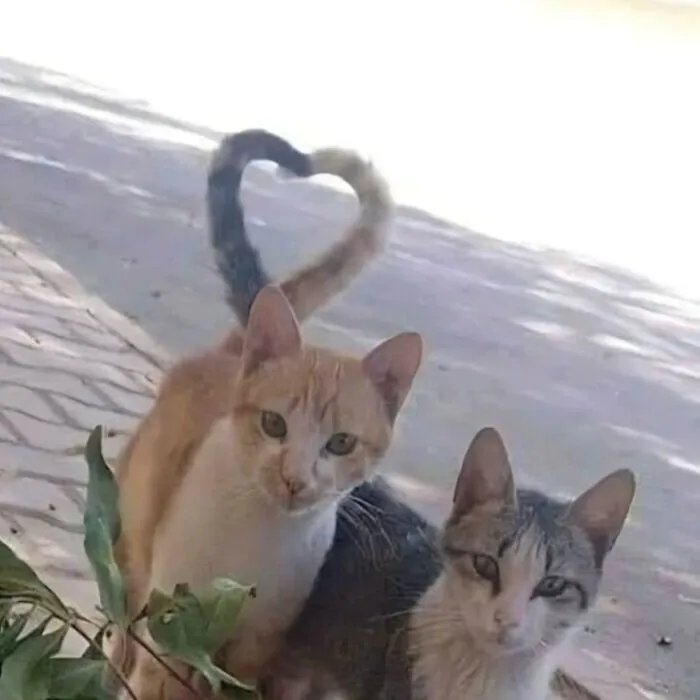 50 Unhinged Cat Pics That Require No Context To Be Enjoyed