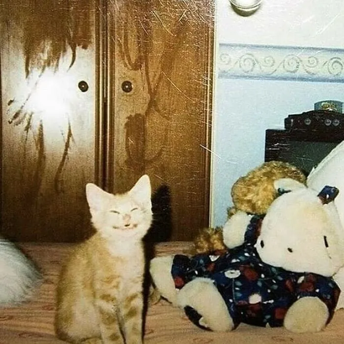 50 Unhinged Cat Pics That Require No Context To Be Enjoyed