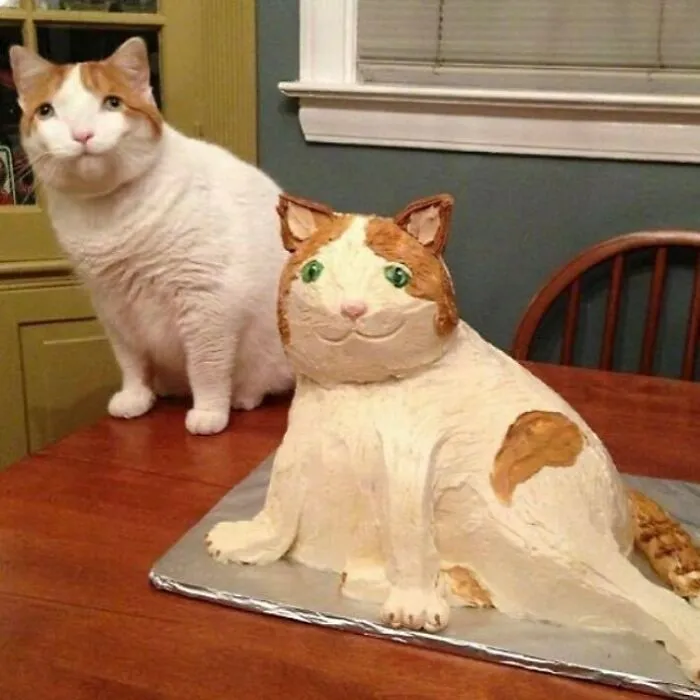 50 Unhinged Cat Pics That Require No Context To Be Enjoyed