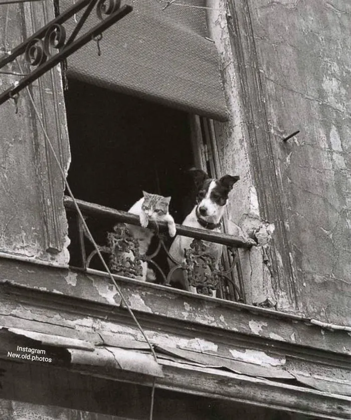 " Dog And Cat In Paris ", C.1950 . Photo By  Annick Gérardin