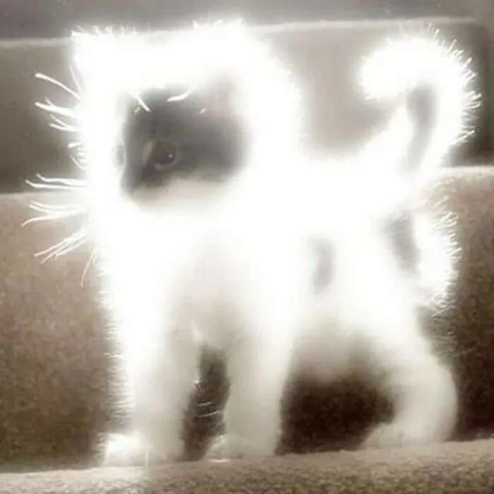 50 Unhinged Cat Pics That Require No Context To Be Enjoyed