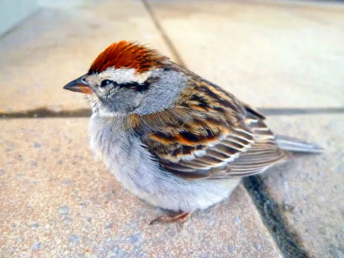 A Feathered Visitor! - Chipping Sparrow