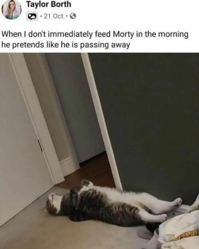 50 Of The Funniest And Most Relatable Cat Memes Shared By This IG Page