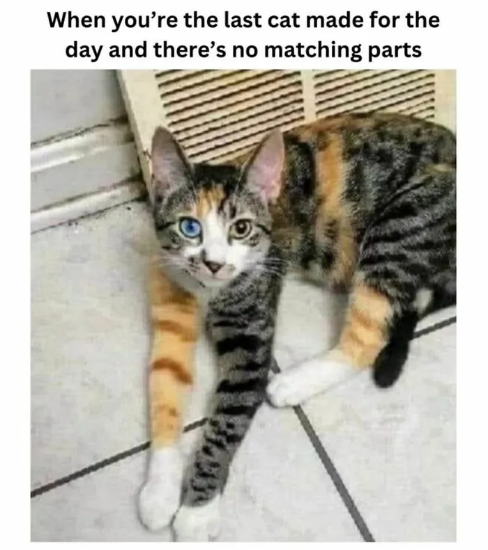 50 Of The Funniest And Most Relatable Cat Memes Shared By This IG Page